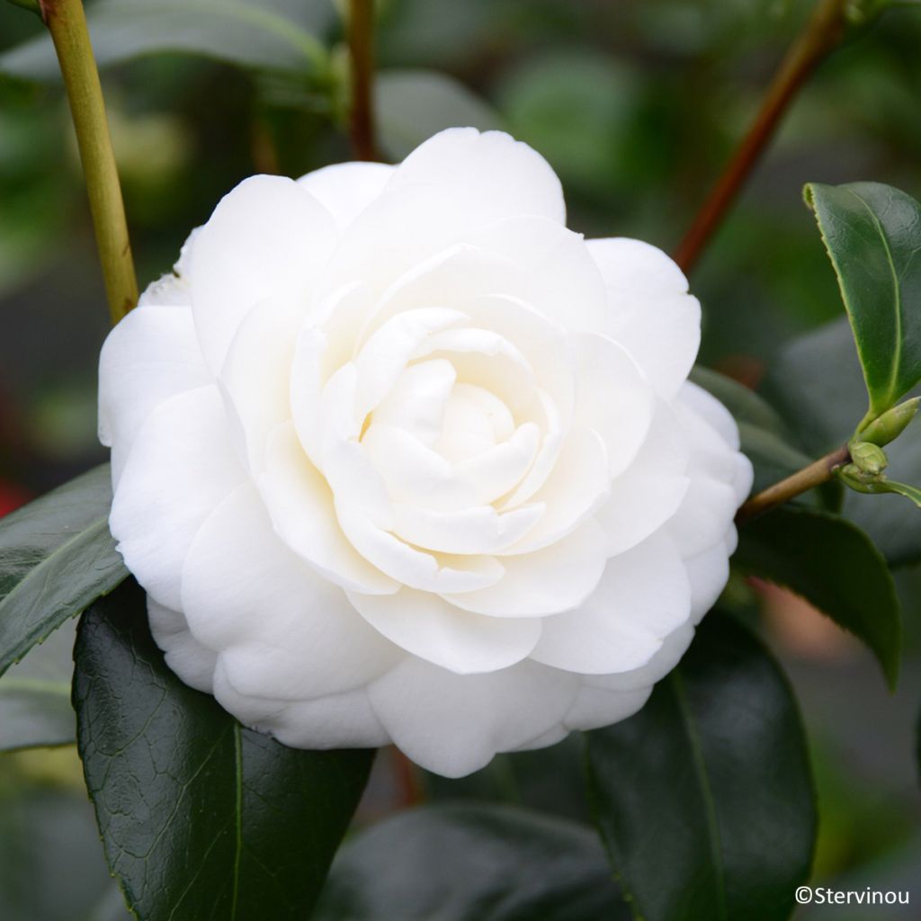Camellia Satsuma - Japanische Kamelie