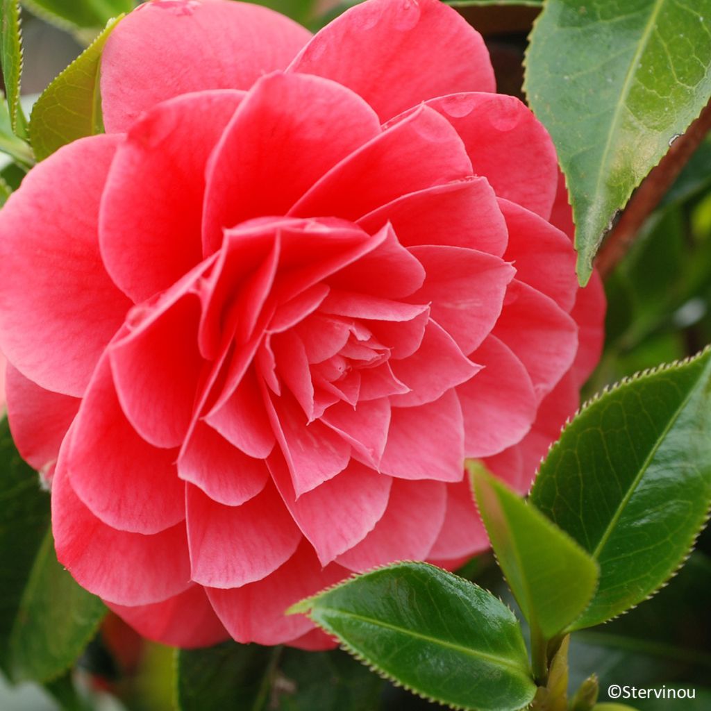 Camellia Spring Formal - Japanische Kamelie