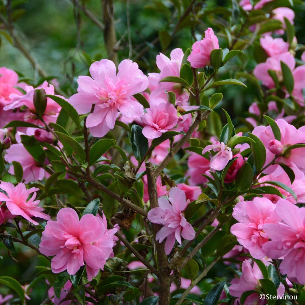 Camellia hiemalis Elfin rose - Herbstblühende Kamelie