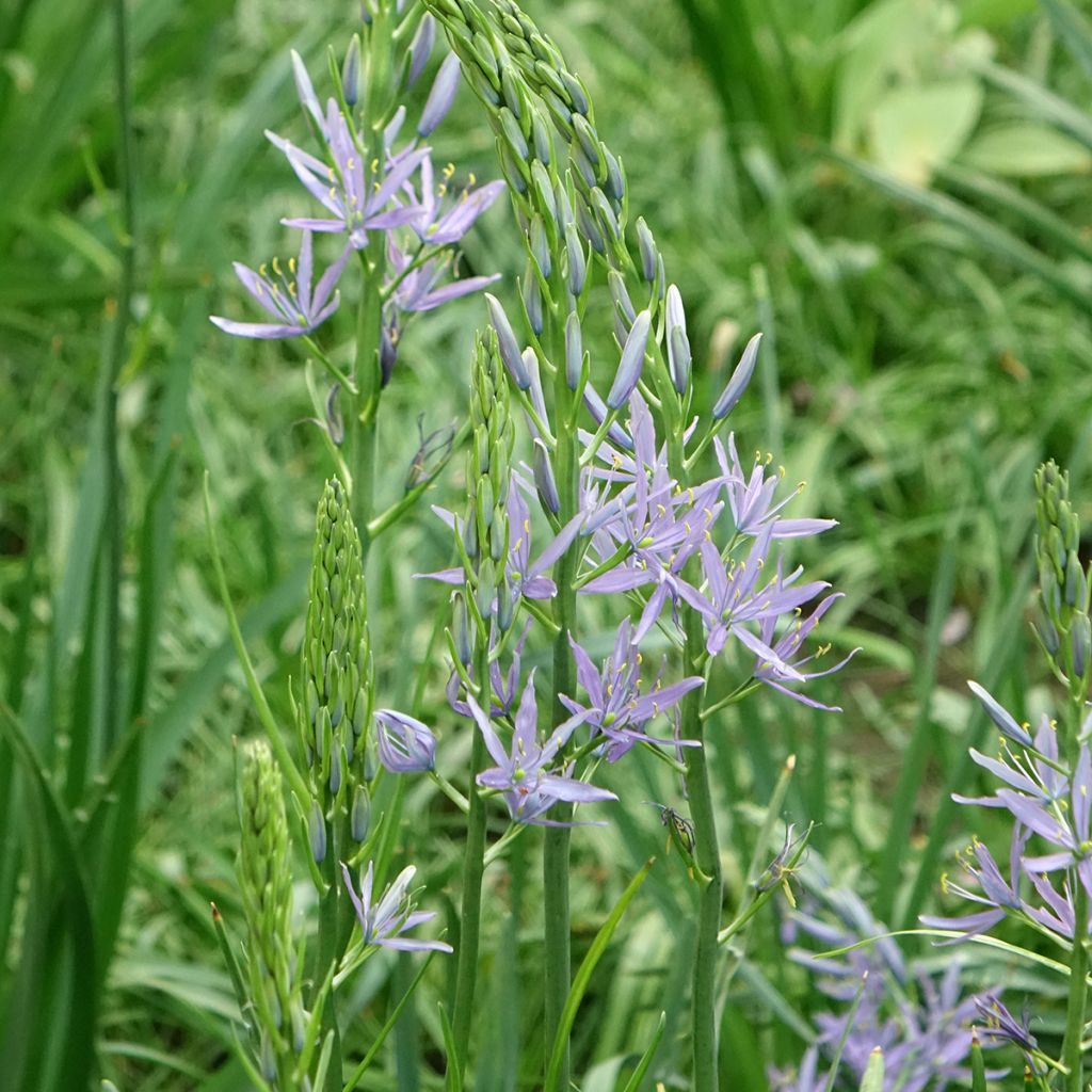 Camassia leichtlinii subsp. suksdorfii Caerulea - Prärielilie