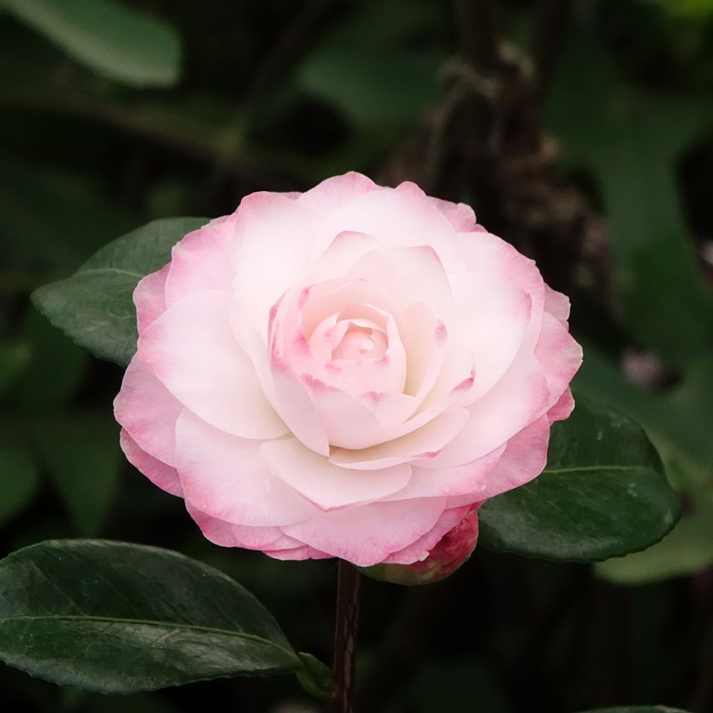 Camellia Nuccio s Pearl - Kamelie