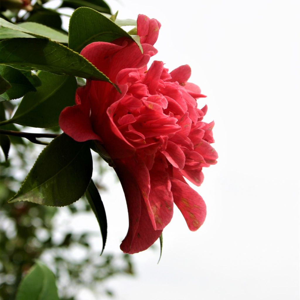 Camellia Mark Alan - Japanische Kamelie