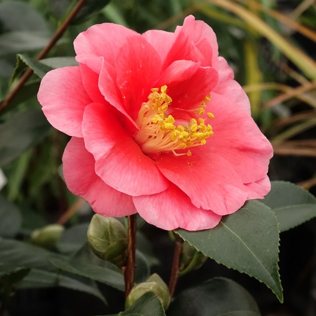 Camellia San dimas - Japanische Kamelie