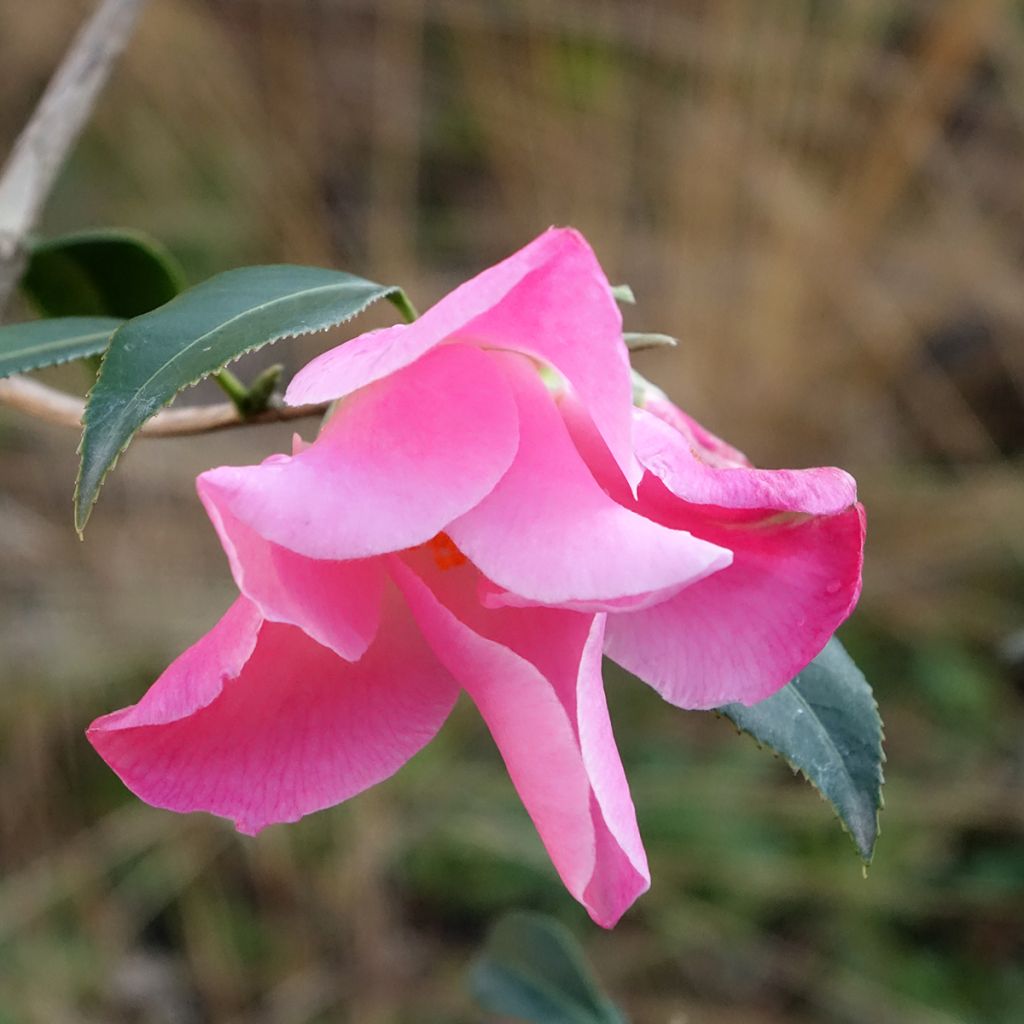 Camellia williamsii Tulip Time - Kamelie