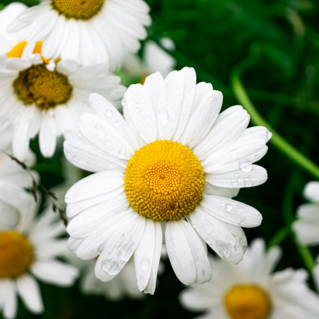 Echte Kamille - Matricaria recutita