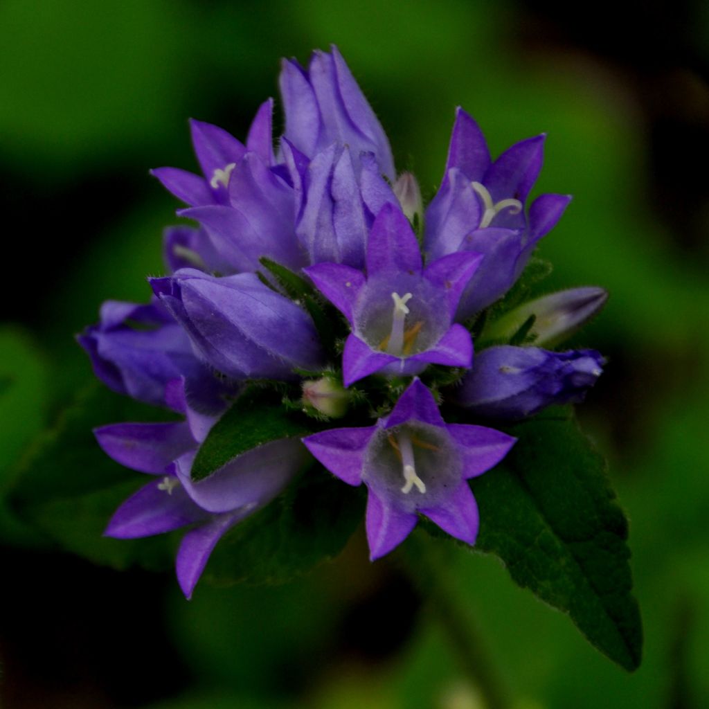 Campanula glomerata var. acaulis - Knäuel-Glockenblume