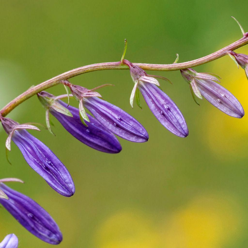 Campanula rapunculoides - Acker-Glockenblume