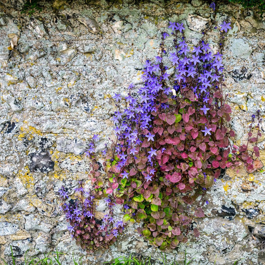 Campanula poscharskyana (samen) - Hängepolster-Glockenblume
