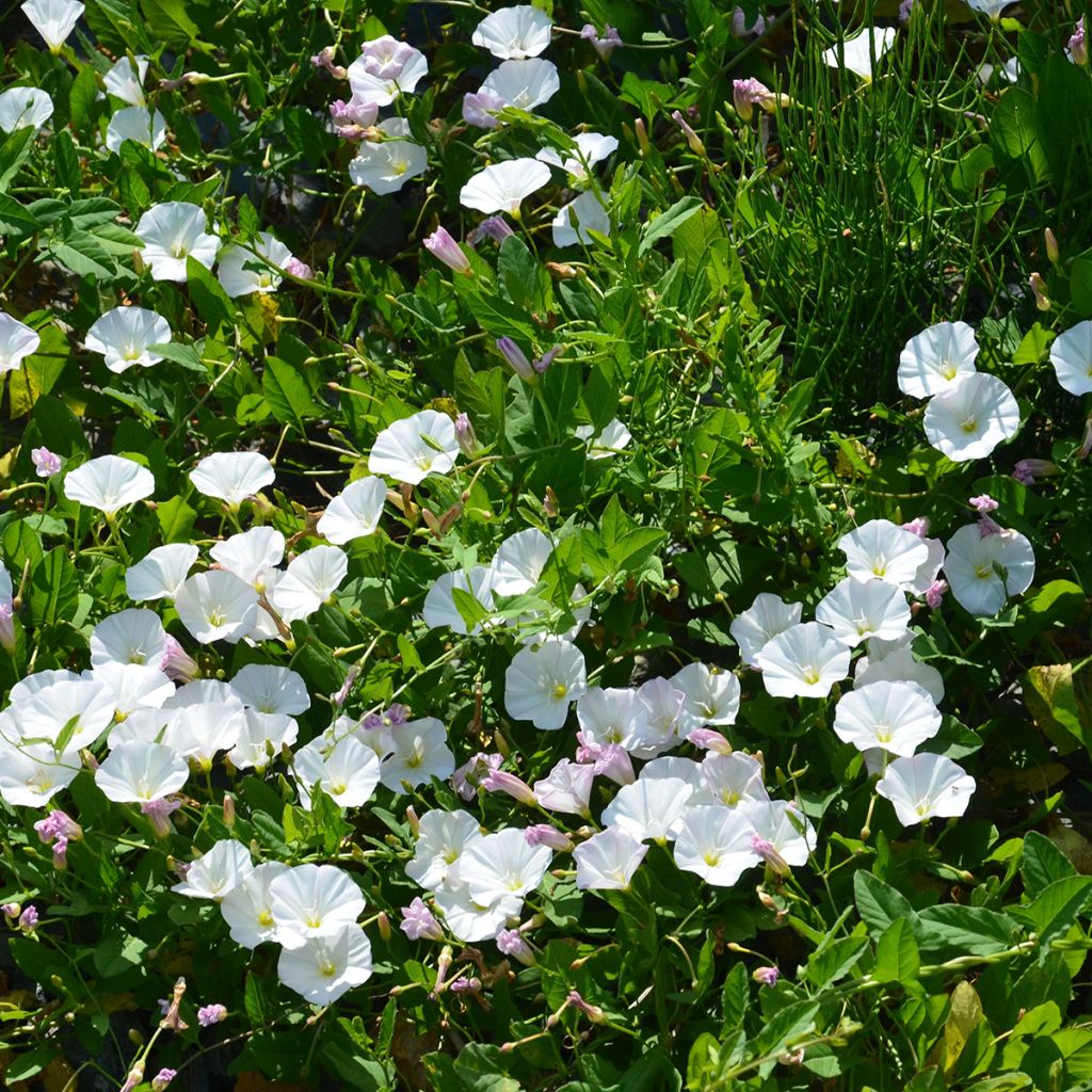 Campanula carpatica Mini Marvels Starbright - Karpaten-Glockenblume