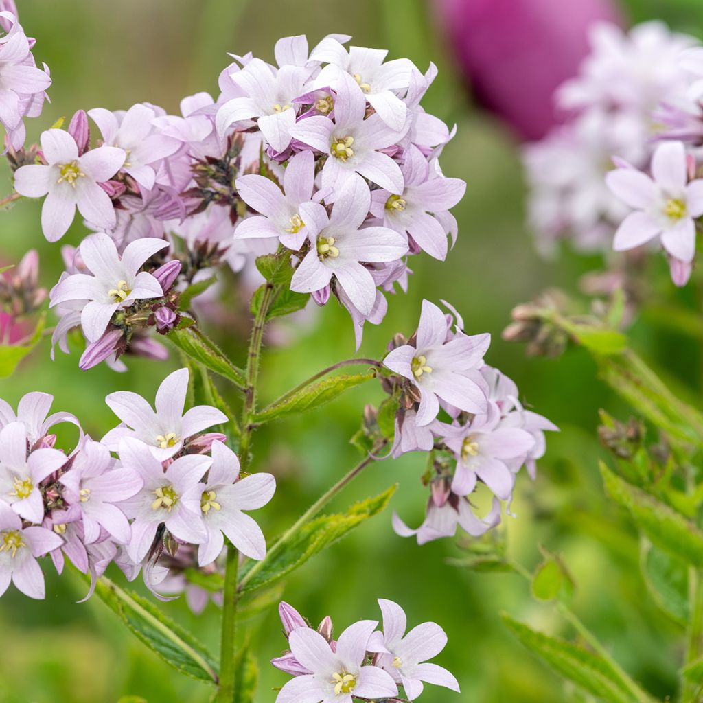 Dolden-Glockenblume Loddon Anne - Campanula lactiflora