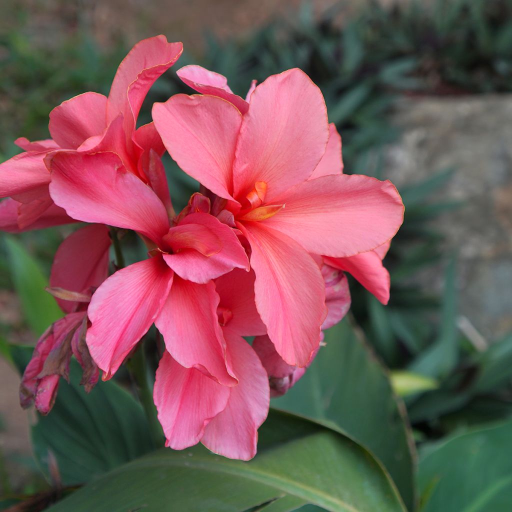 Blumenrohr Empire - Canna