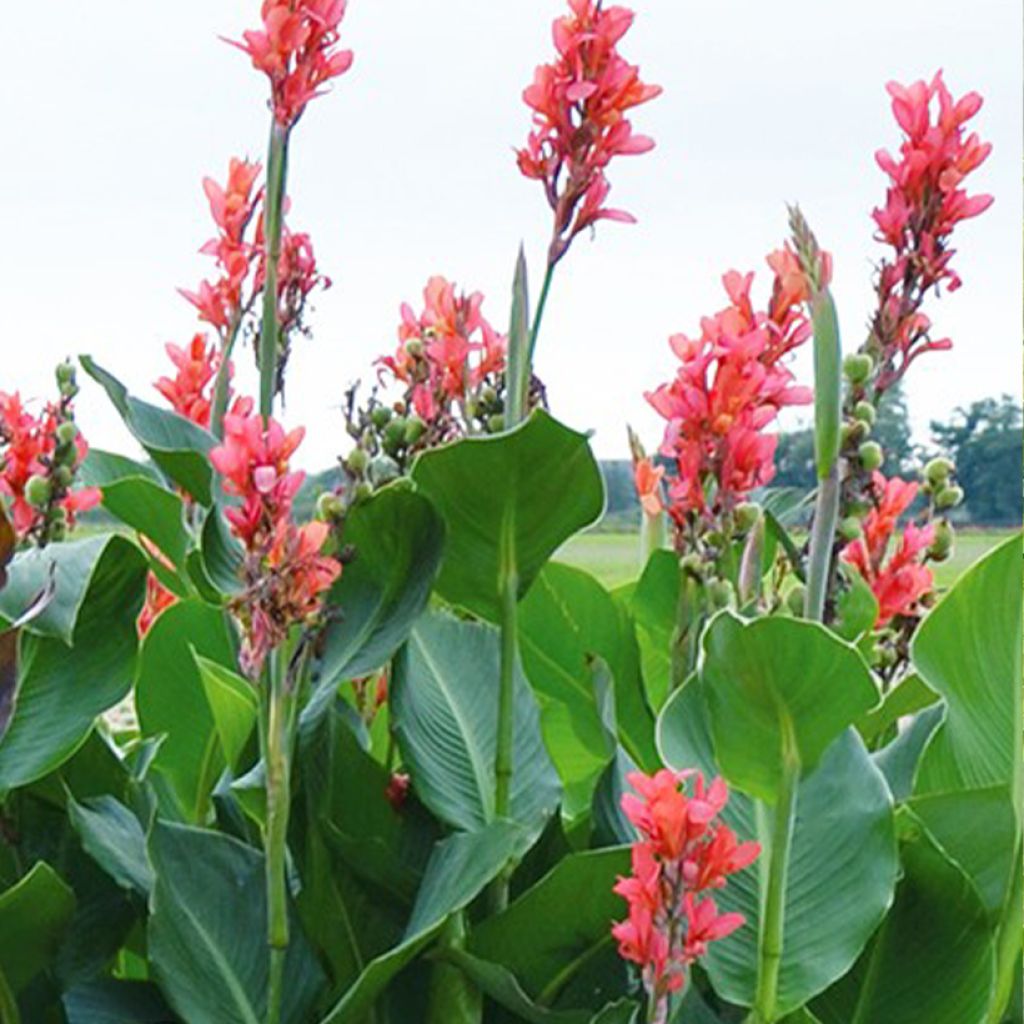 Blumenrohr Eden - Canna