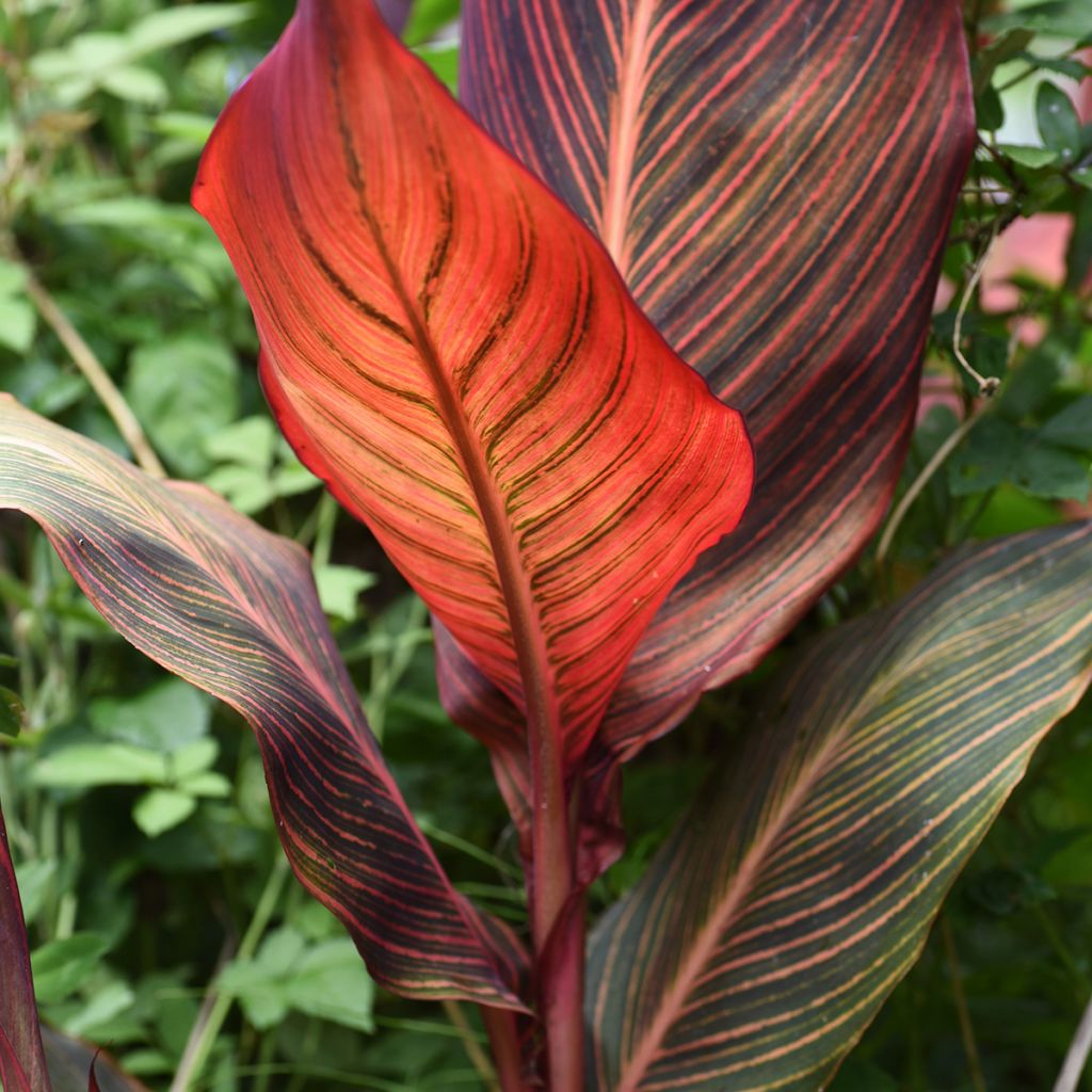 Blumenrohr Durban - Canna