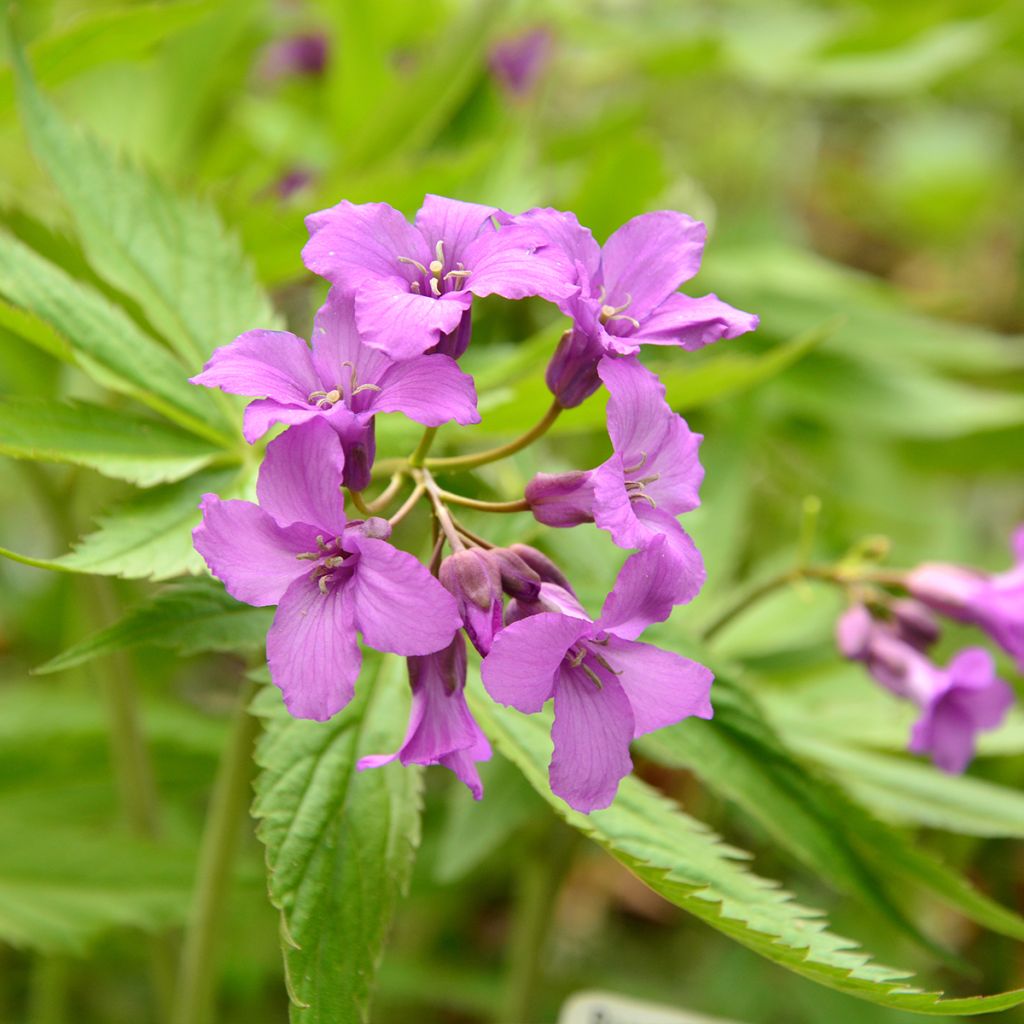 Cardamine pentaphylla - Finger-Schaumkraut