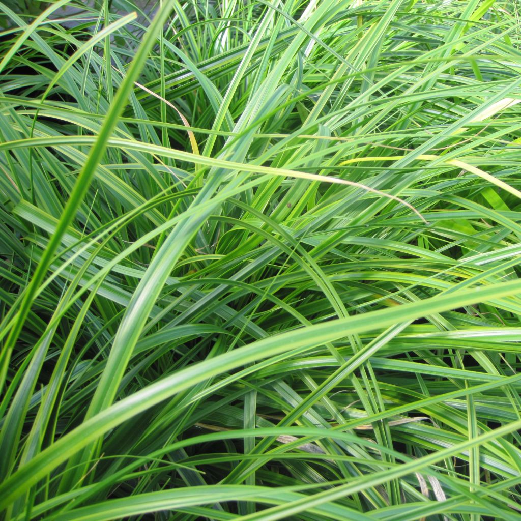 Carex oshimensis Everlime - Laîche d'Oshima