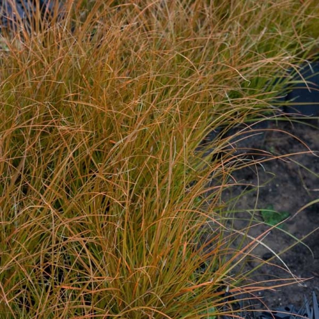 Carex testacea Prairie Fire - Orange Segge
