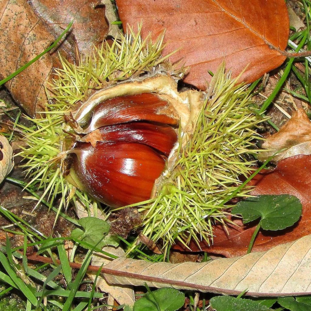 Châtaignier commun - Castanea sativa