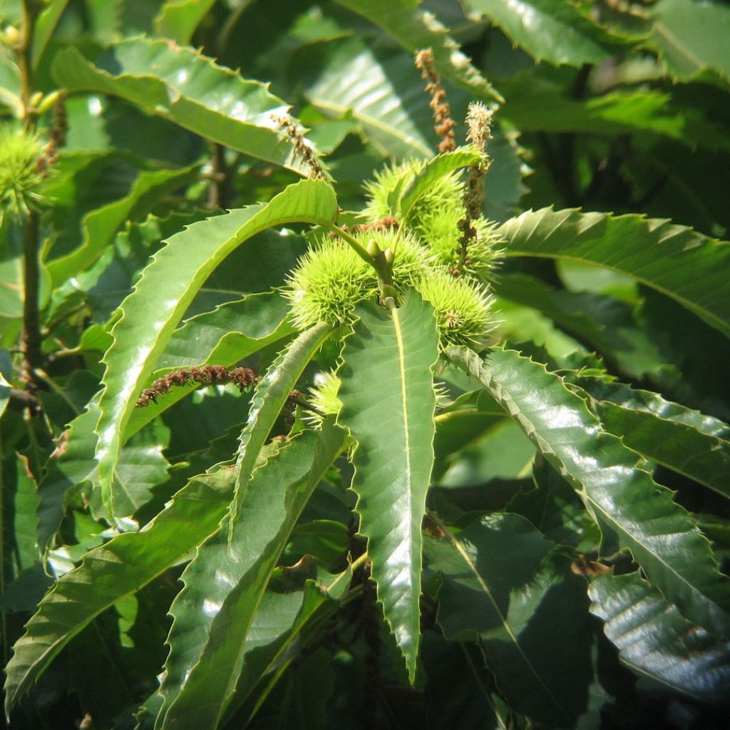 Châtaignier commun - Castanea sativa