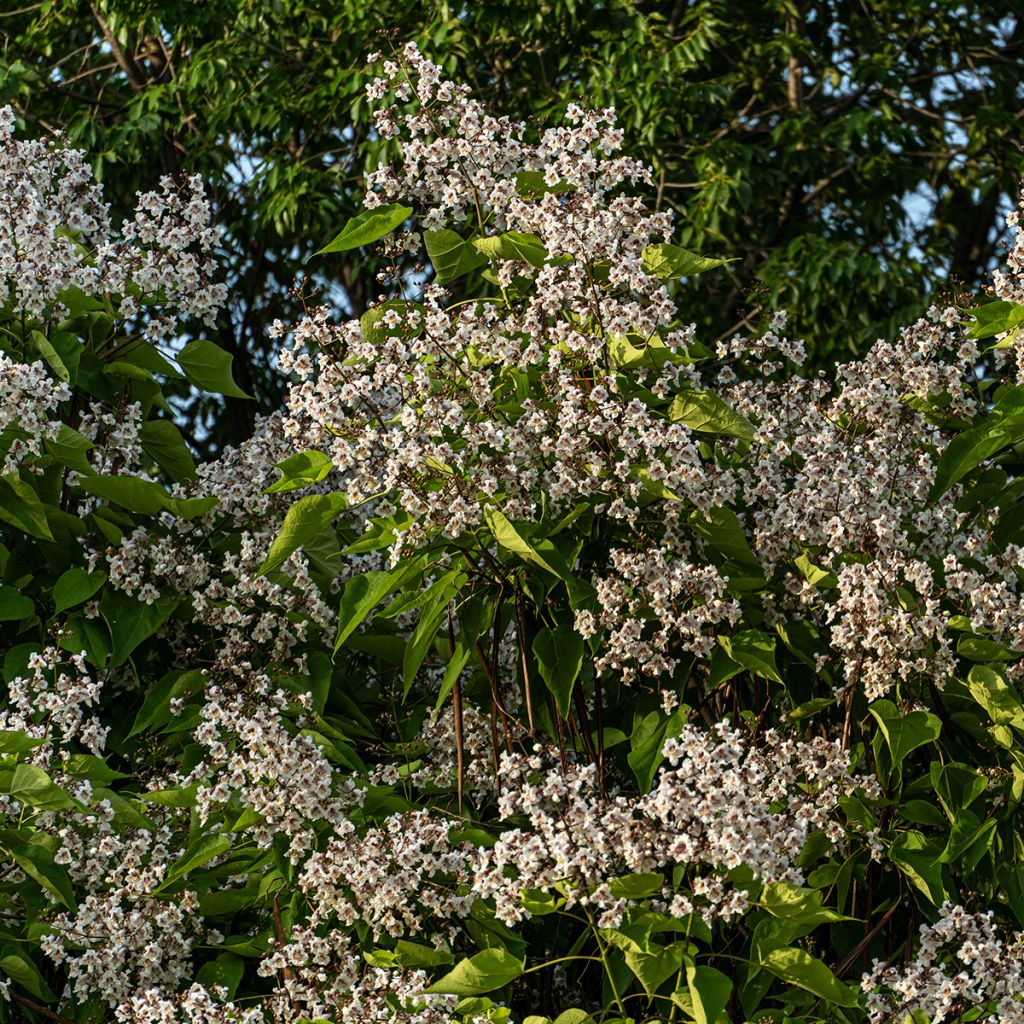Trompetenbaum (samen) - Catalpa bignonioides
