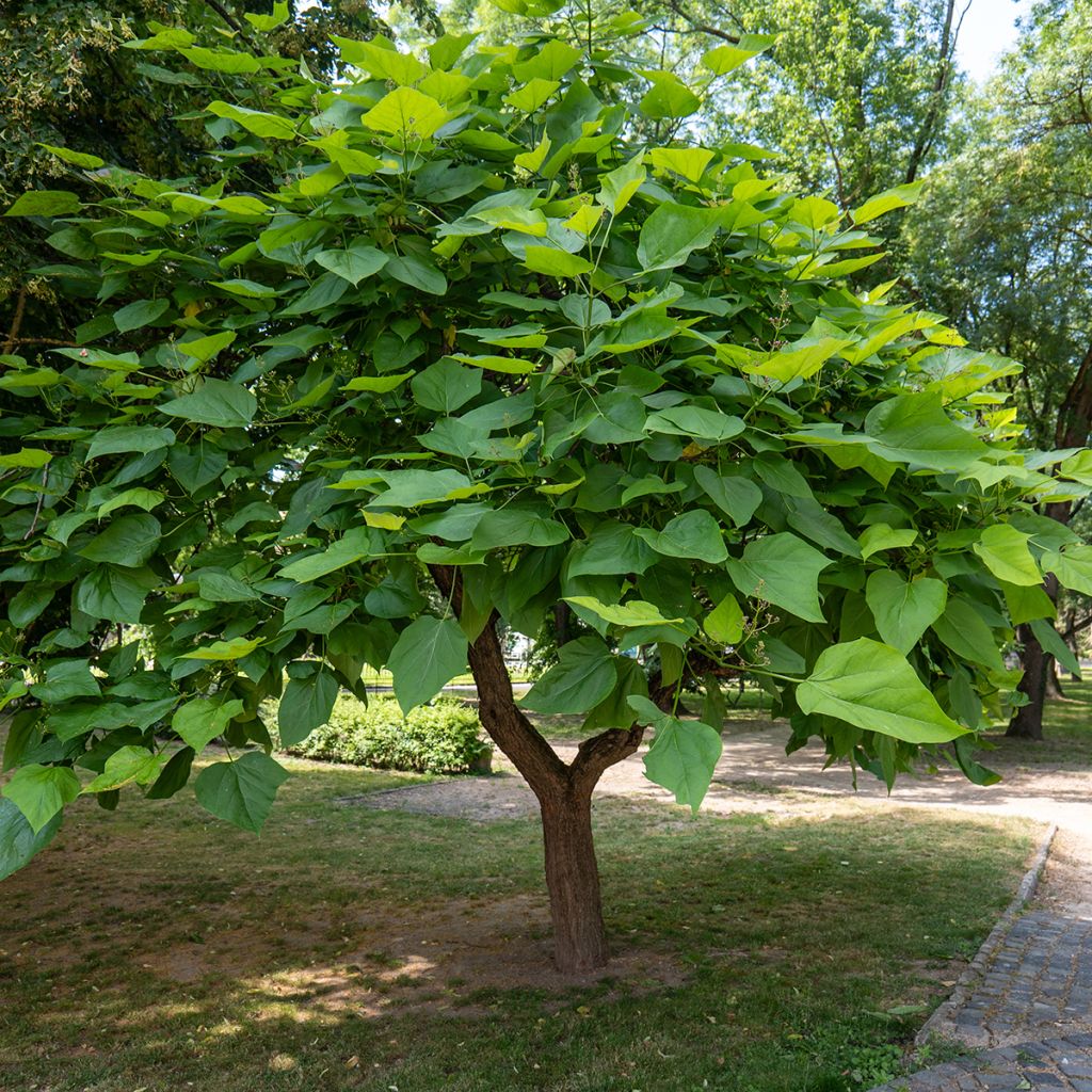 Trompetenbaum (samen) - Catalpa bignonioides