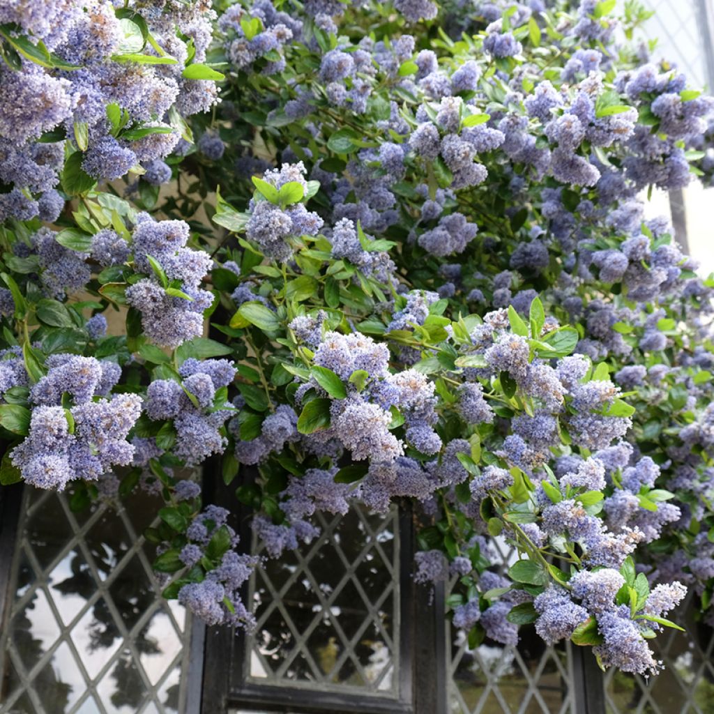 Säckelblume Trewithen Blue - Ceanothus arboreus