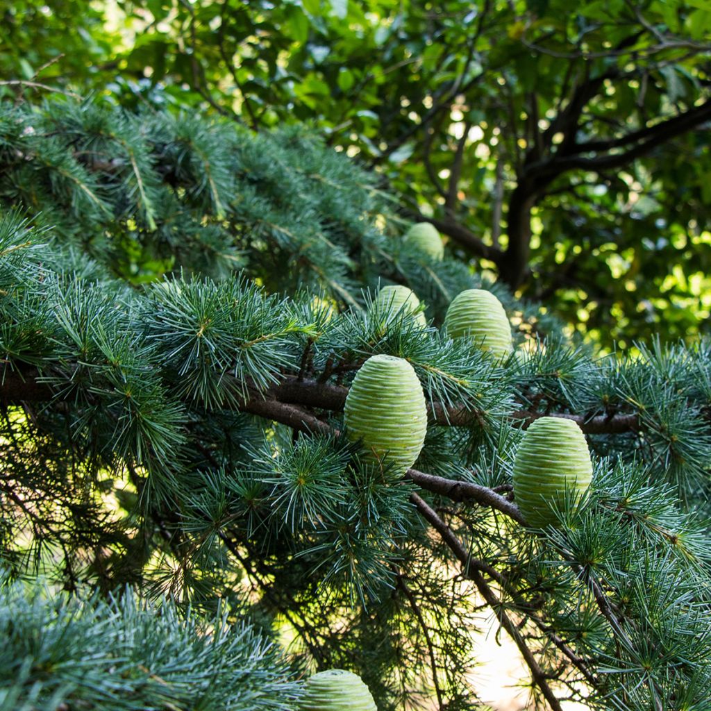 Cedrus deodara (samen) - Himalaya-Zeder