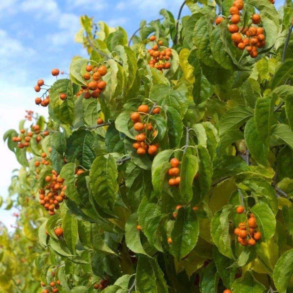 Celastrus scandens Autumn Revolution - Amerikanisches Bittersüß