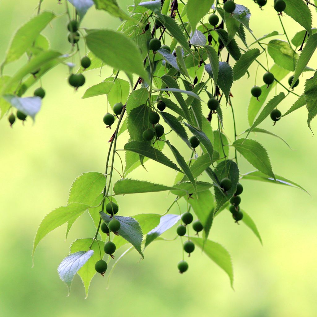 Celtis australis (samen) - Südlicher Zürgelbaum