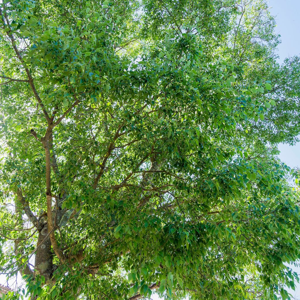Celtis australis (samen) - Südlicher Zürgelbaum