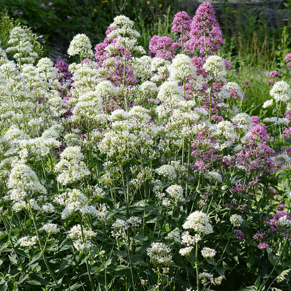 Weißblühende Spornblume Albus - Centranthus ruber