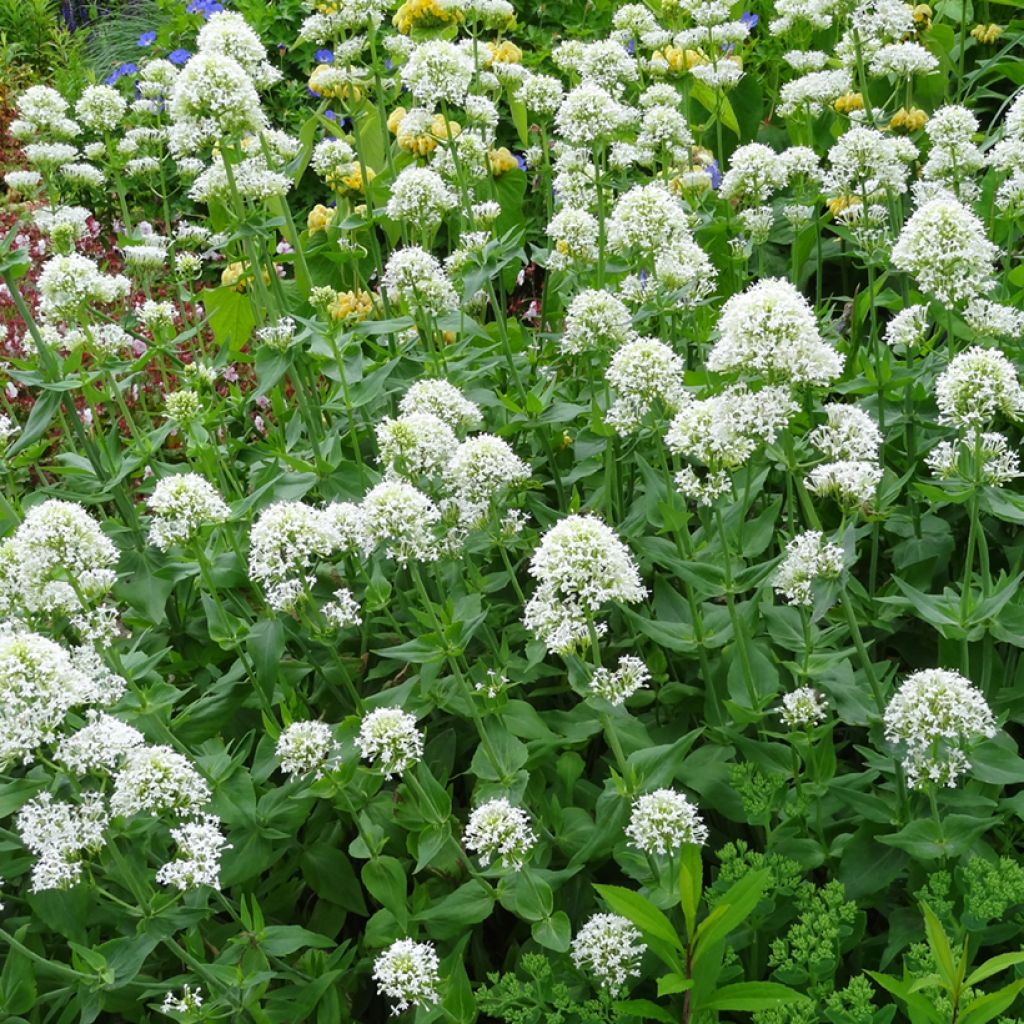 Weißblühende Spornblume Albus - Centranthus ruber