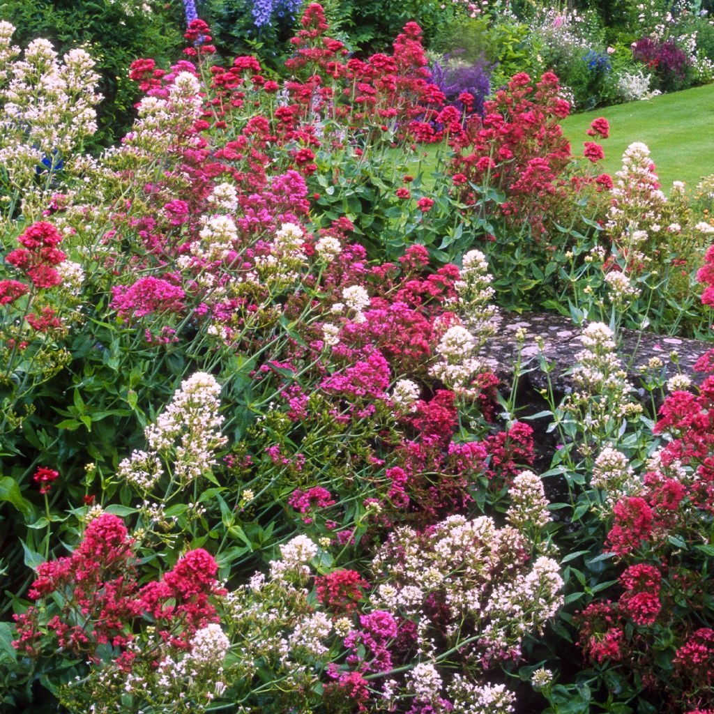 Graines de Valériane des jardins en mélange - Centrantus ruber