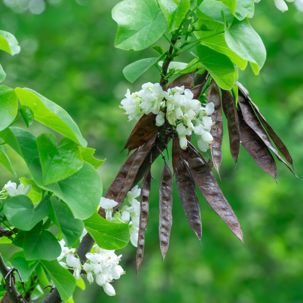 Chinesischer Judasbaum Shirobana - Cercis chinensis