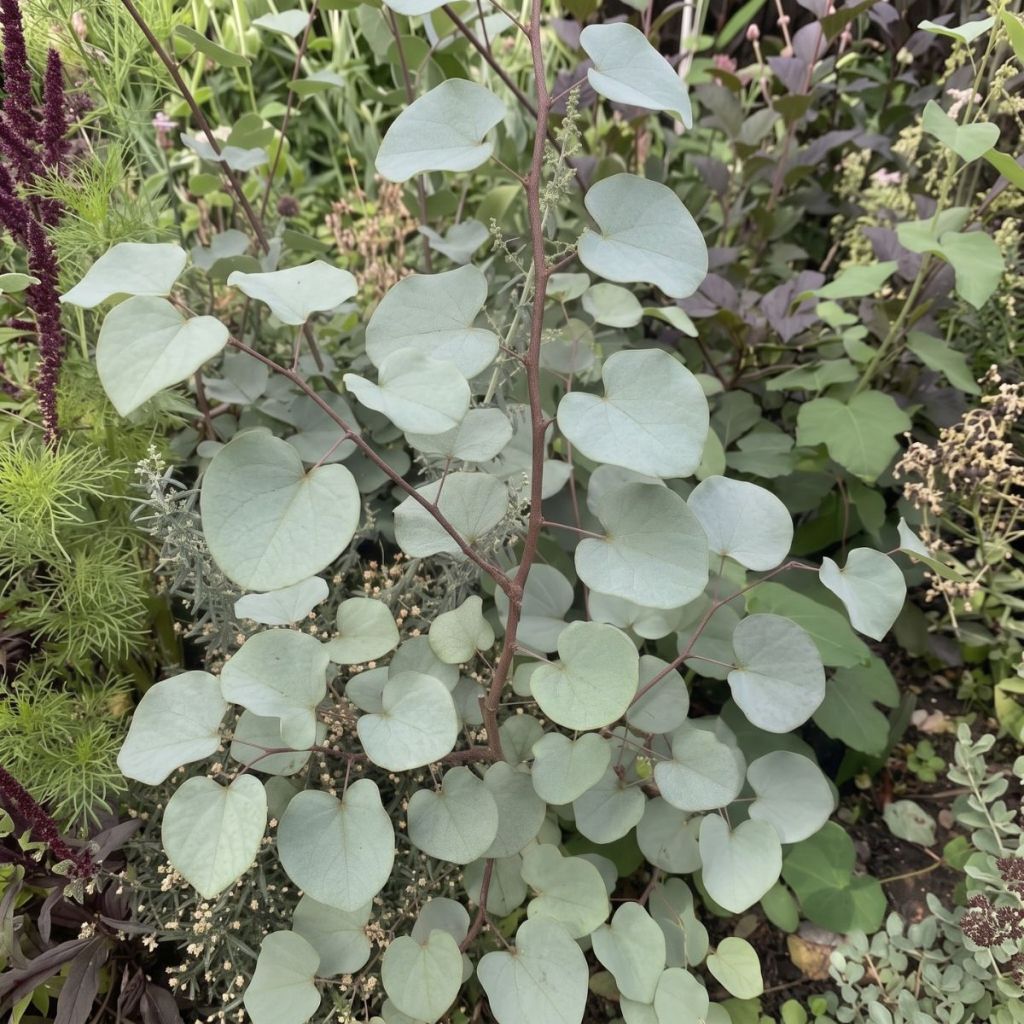 Cercis griffithii Blue Lagoon - Afghanischer Judasbaum