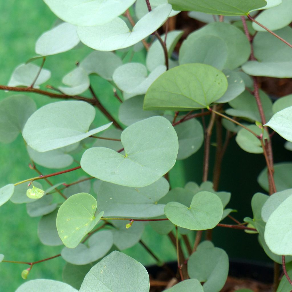 Cercis griffithii Blue Lagoon - Afghanischer Judasbaum