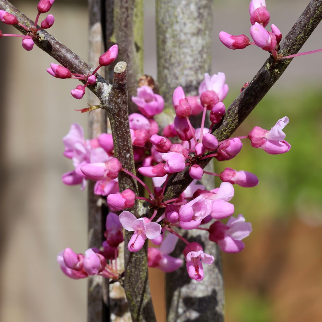 Cercis griffithii Blue Lagoon - Afghanischer Judasbaum