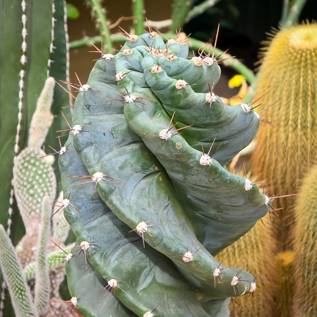 Cereus forbesii Spiralis - Säulenkaktus