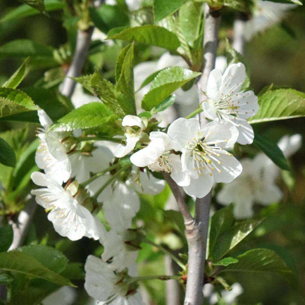 Sauerkirsche Cerise Allégria Delbard delkarsun - Prunus cerasus
