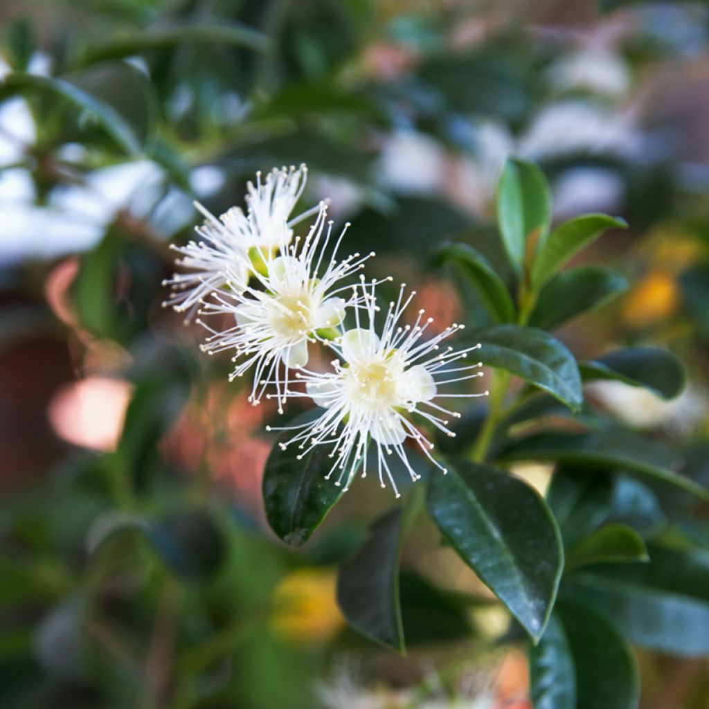 Eugenia uniflora - Eugenie