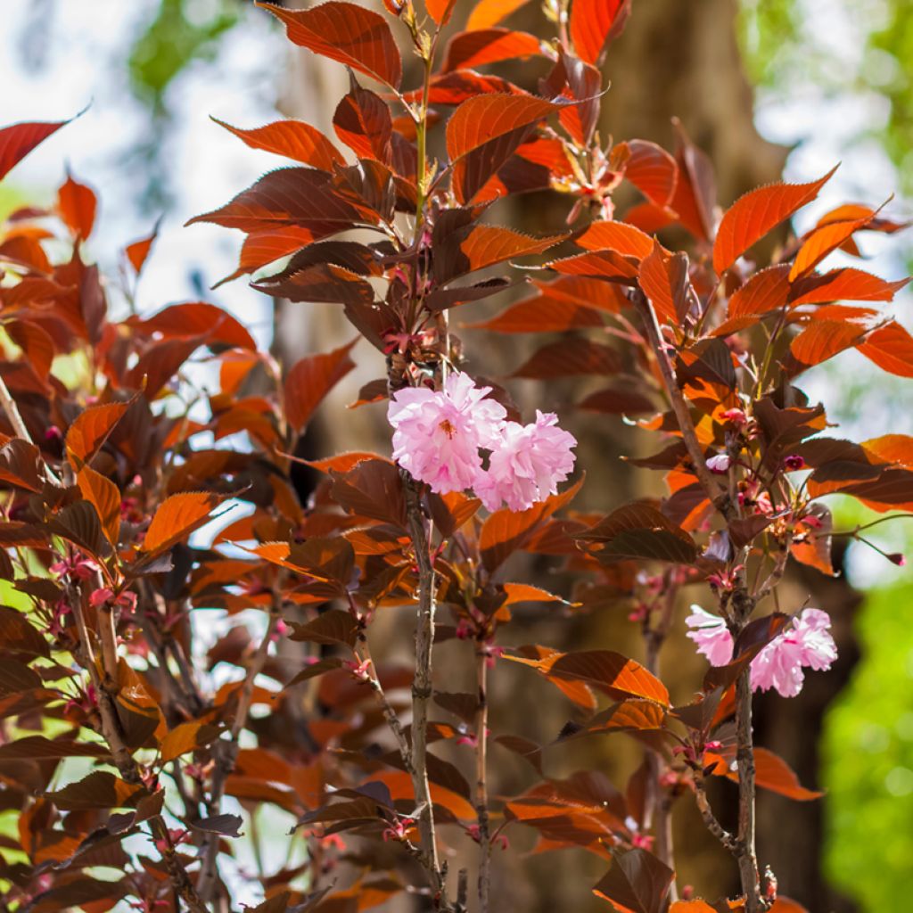 Zierkirsche Royal Burgundy - Prunus serrulata