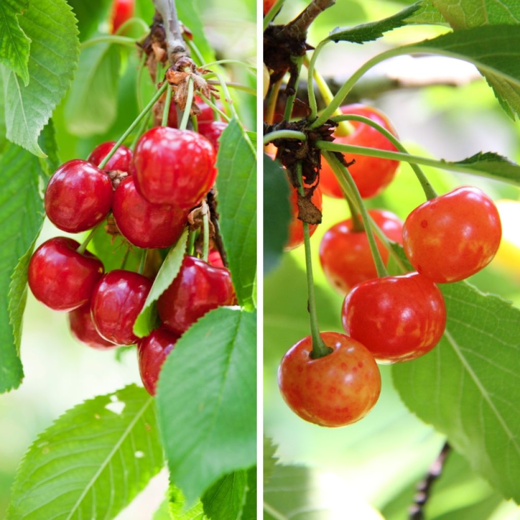 Sauerkirsche Bigarreau Burlat und Napoléon Duo - Prunus cerasus