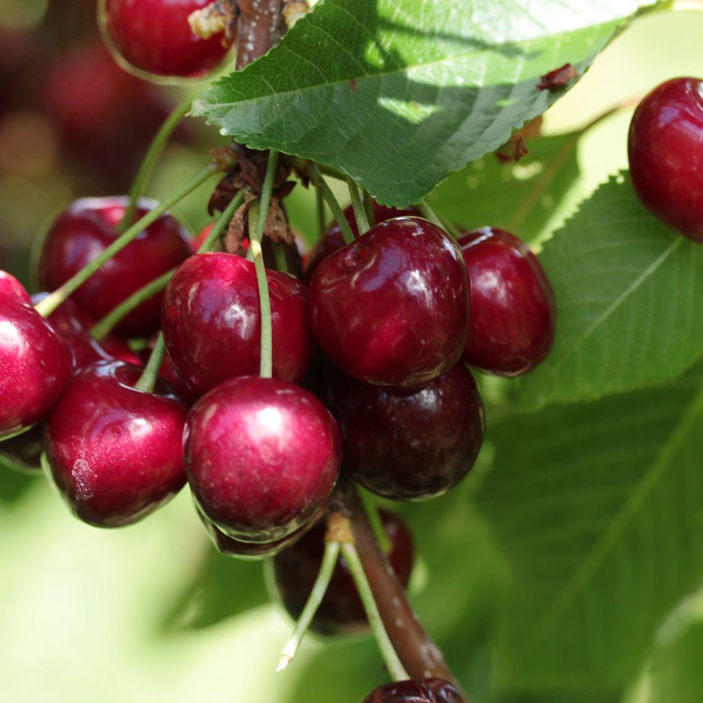 Zwerg Sauerkirsche Griottier Juliet - Prunus cerasus