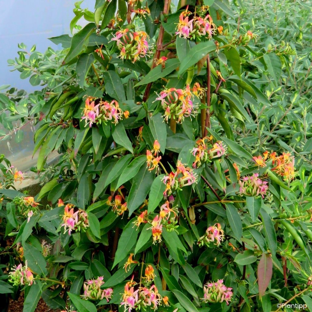 Lonicera henryi Marinella - Immergrünes Geißblatt