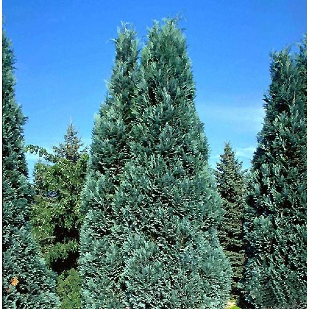 Chamaecyparis lawsoniana Alumii