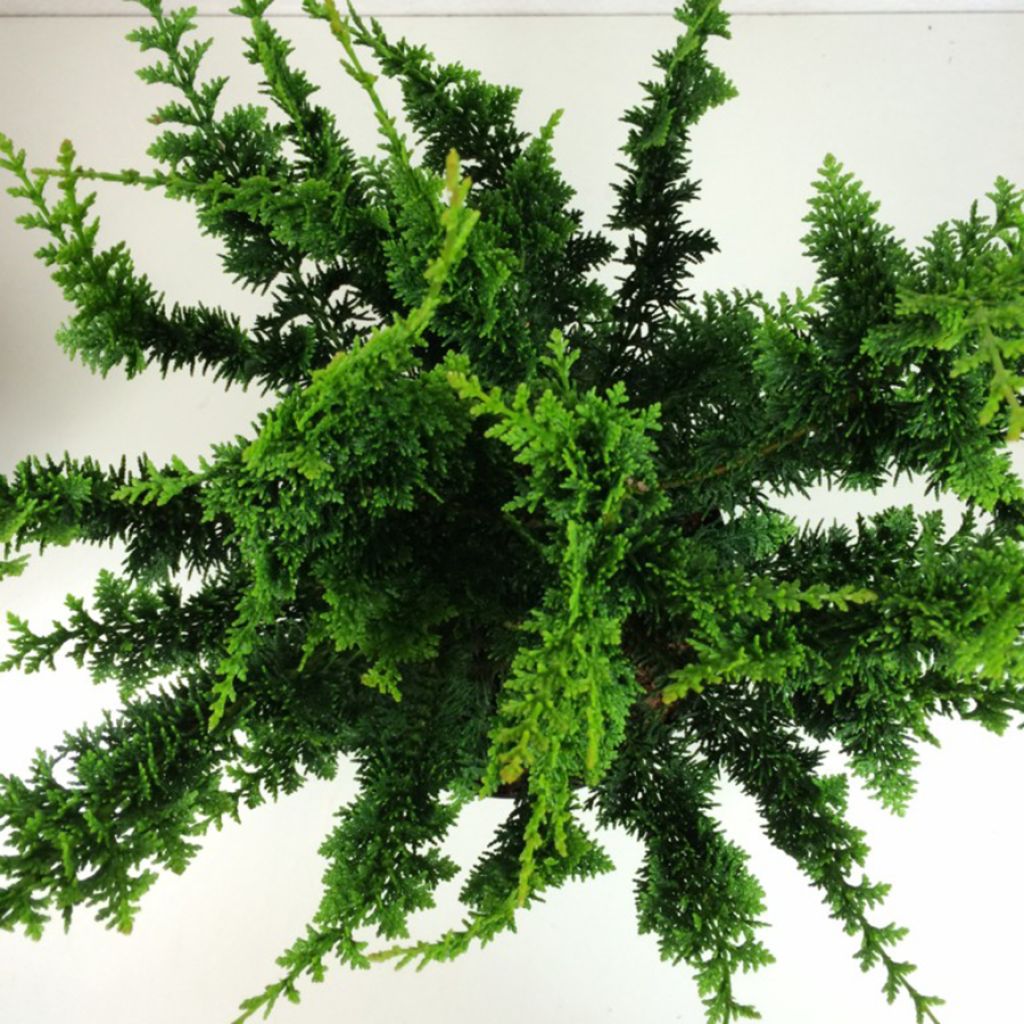 Chamaecyparis obtusa Teddy Bear - Faux cyprès hinoki du Japon