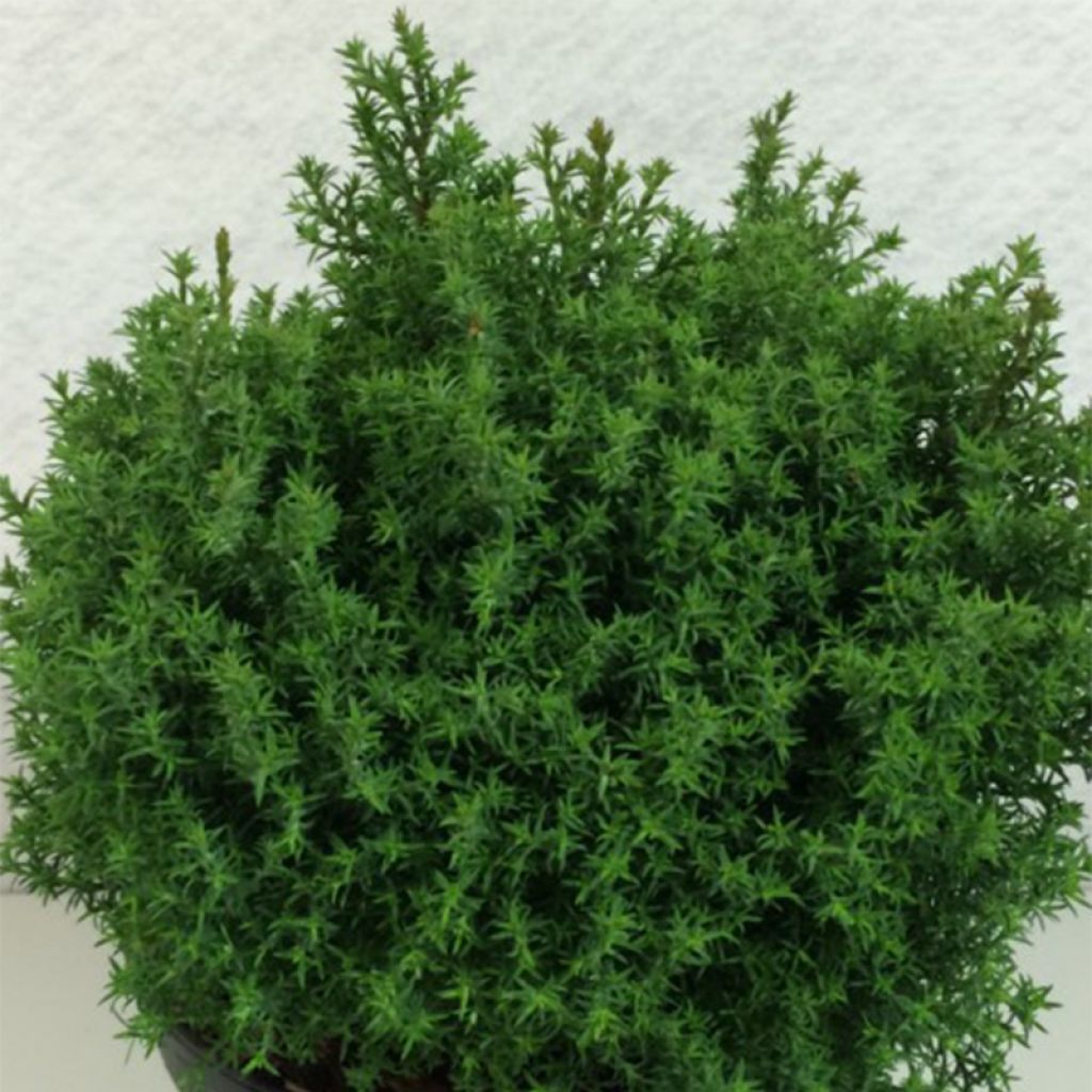 Chamaecyparis obtusa Wissel