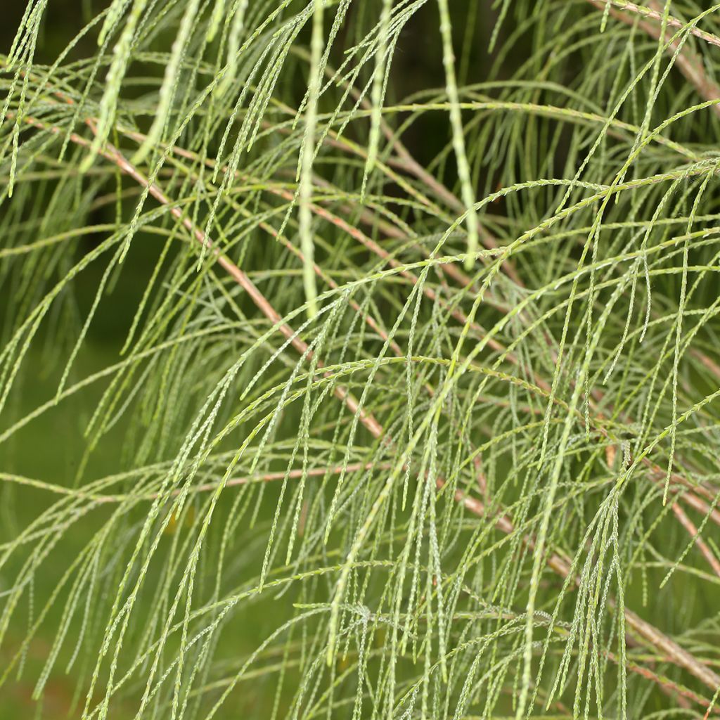 Chamaecyparis lawsoniana Drooping Solo