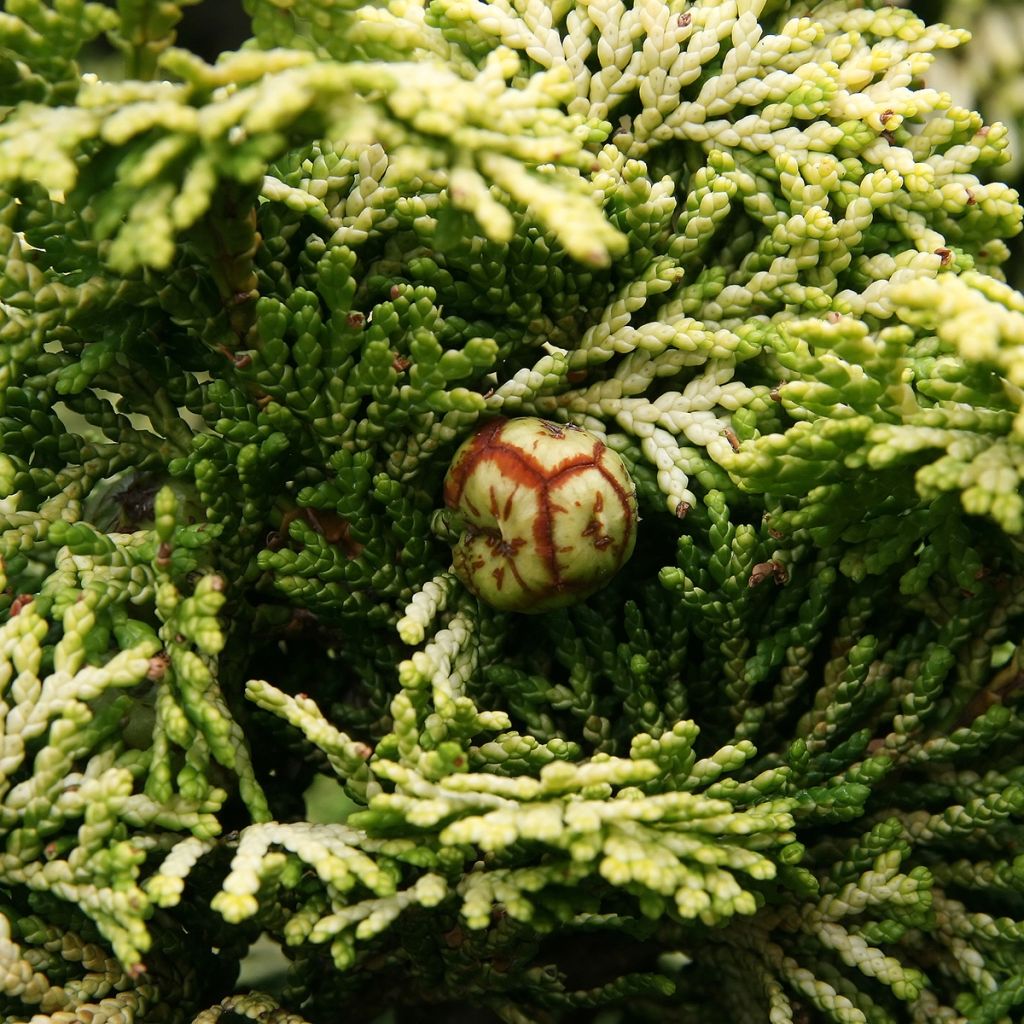 Chamaecyparis obtusa Nana Aurea