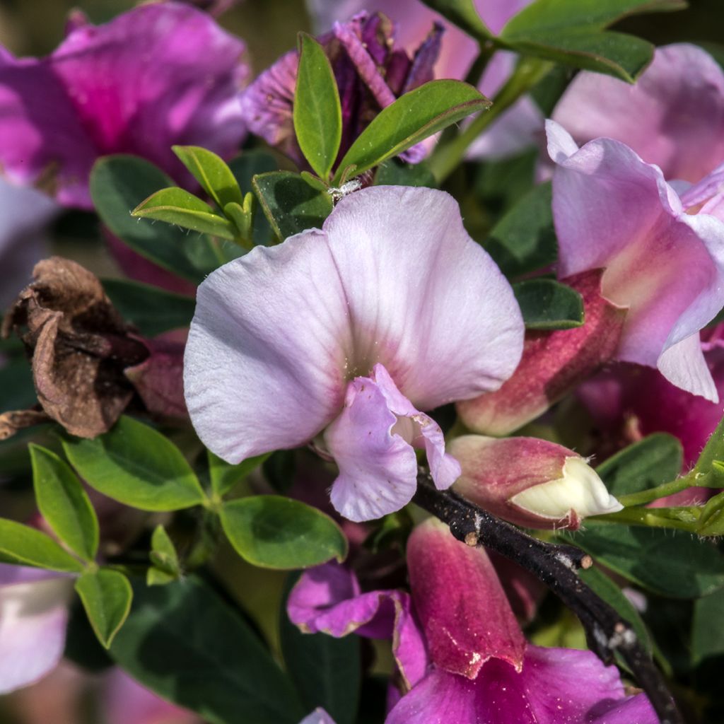 Chamaecytisus purpureus - Purpurroter Geißklee