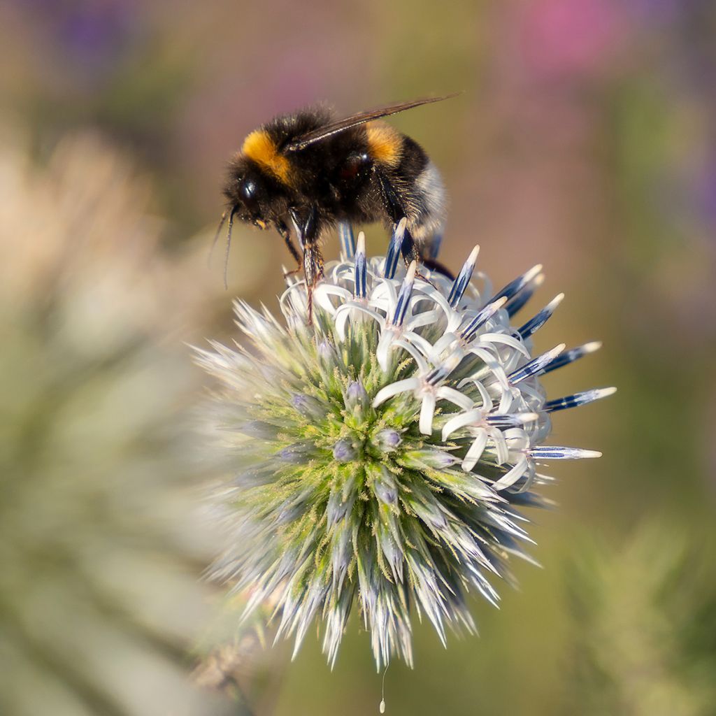 Große Kugeldistel Arctic Glow - Echinops sphaerocephalum